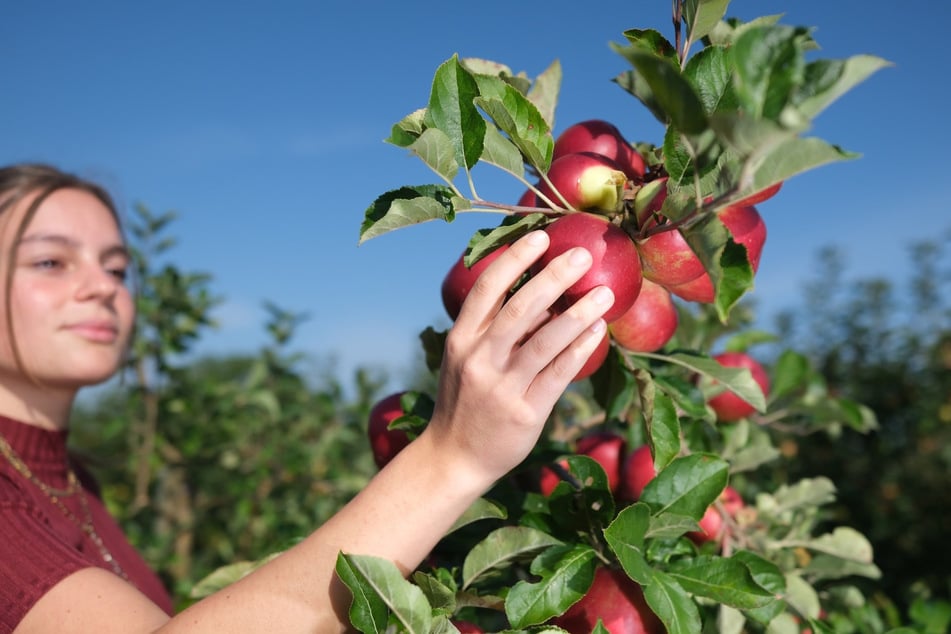 Lecker! In Sachsen hat die Apfelernte teilweise schon begonnen. Sie könnte weniger üppig ausfallen als im Vorjahr.