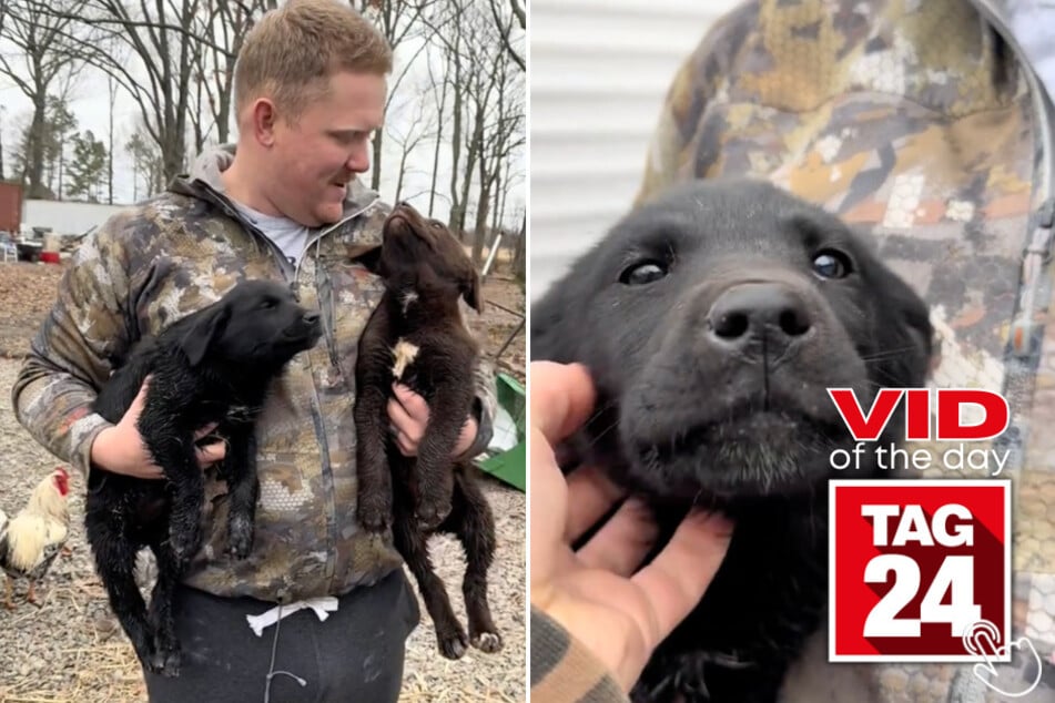 Today's Viral Video of the Day features a couple in shock after stumbling across two of the cutest creatures in their backyard.