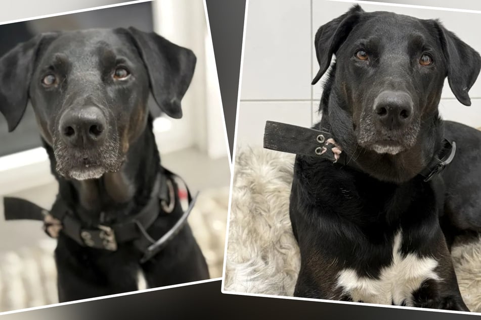 "Gib mir ein Zuhause": Spike muss harten Schlag verkraften, jetzt ist er im Tierheim überfordert