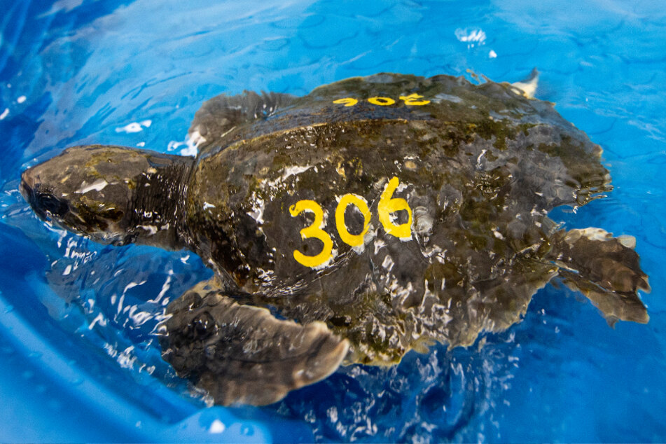 Eine Atlantik-Bastardschildkröte (Lepidochelys kempii) mit einer aufgemalten Nummer auf dem Panzer schwimmt in einem Kinderschwimmbecken.