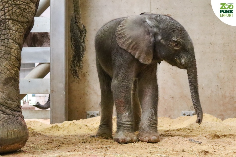 Nach über 60 Jahren: Das erste Elefantenbaby im Zoopark Erfurt ist da!
