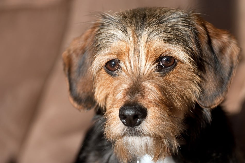 Das Aussehen von Dackel-Terrier-Mixen ist sehr vielfältig.