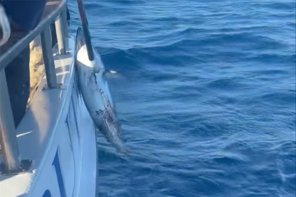 Reportedly on an organized fishing trip for his company Tribute Sportfishing, the crew of several people ended up the victors in the deadly game.