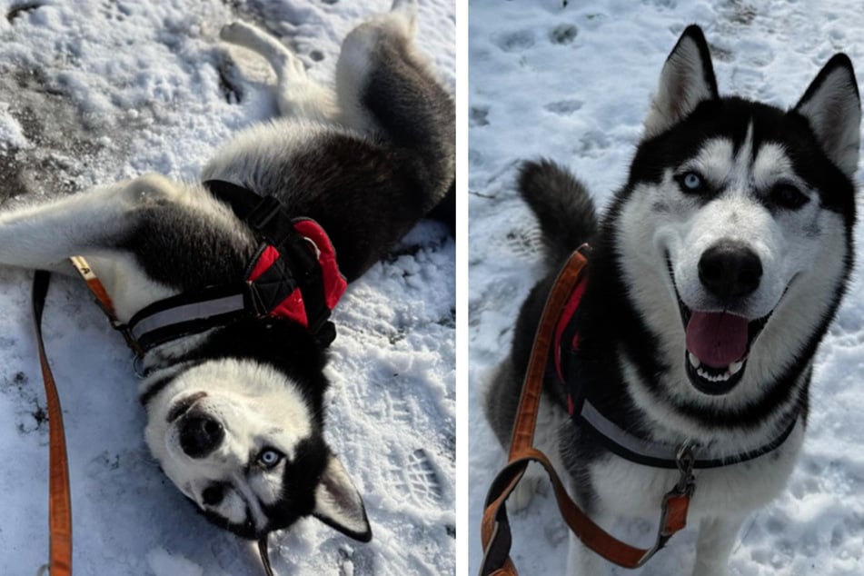 Śnieg Loki prawdopodobnie już nie zobaczy. Młody husky chce jednak spędzać dużo czasu na świeżym powietrzu.