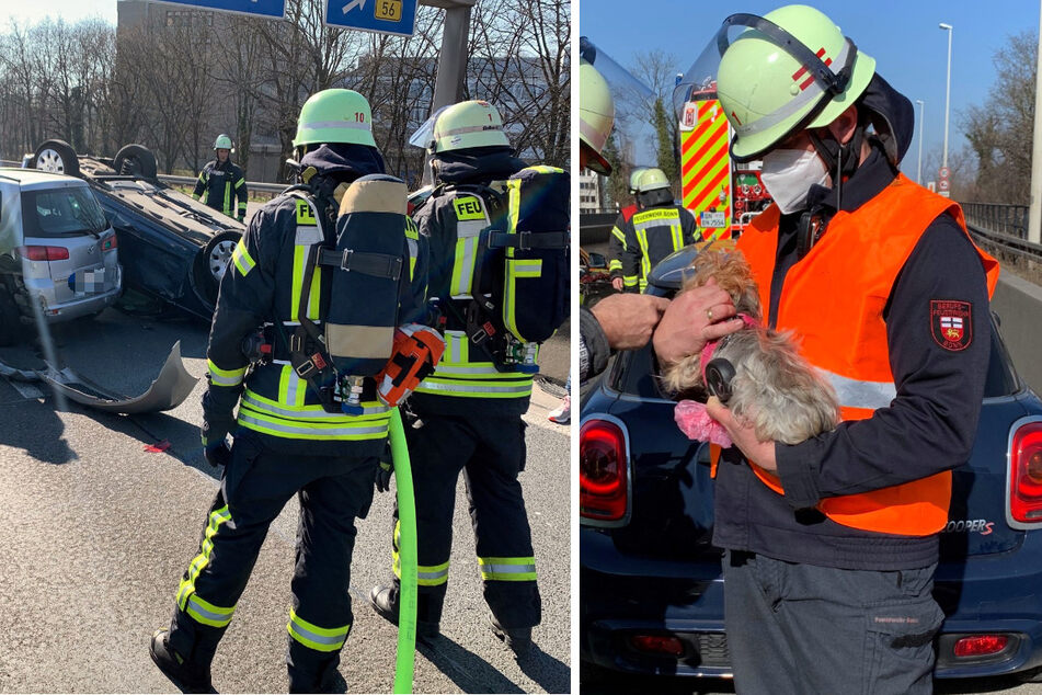 Köln: Schwerer Unfall auf der A565: Feuerwehr rettet kleines Hündchen