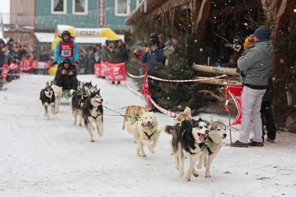 Das traditionelle Schlittenhunderennen hatte ein Teilnehmerfeld von 86 Startern.