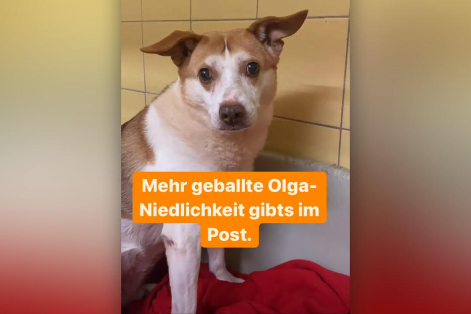Das Tierheim Köln-Dellbrück hat die niedliche Hündin Olga bei sich aufgenommen.