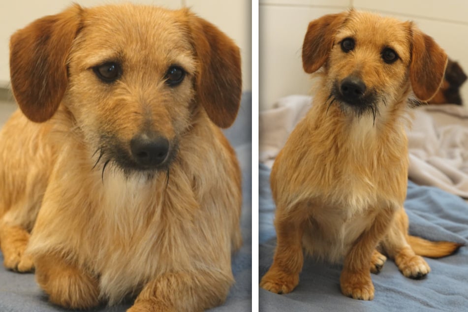 Die zuckersüße Hündin Tinki sucht ein Zuhause bei liebevollen Tierfreunden, die ihr Geborgenheit und Liebe schenken.