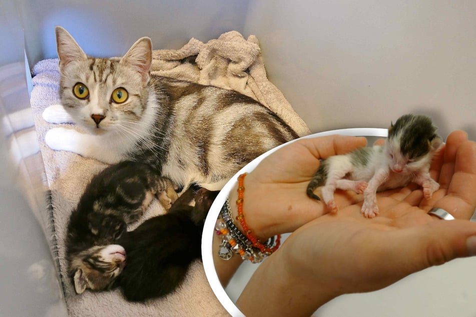 Gatitos en apuros: ¿Tendrá este trágico caso un final feliz?