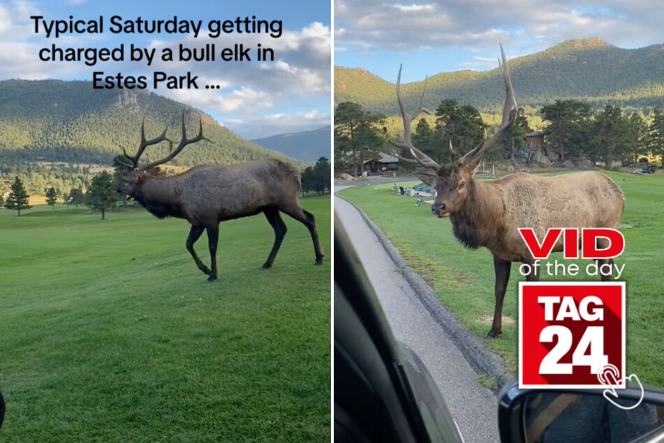viral videos: Viral Video of the Day for October 20, 2023: Wild elk gives family scare of their lives