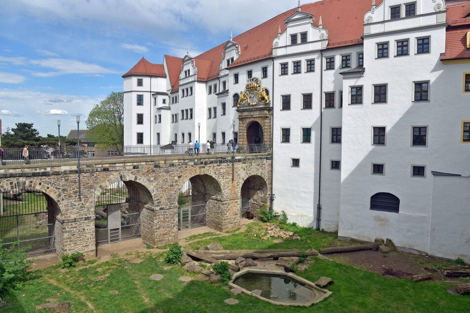 Im Bärengraben von Schloss Hartenfels in Torgau leben die Braunbären Jette (34), Bea und Benno (beide 9).
