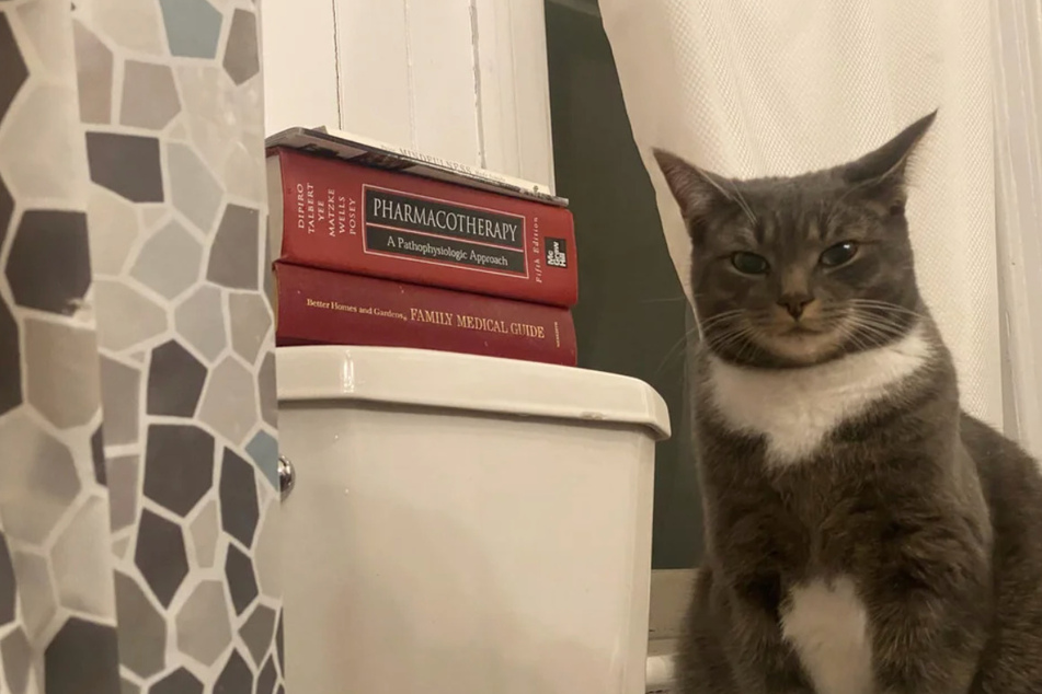 A cat named Autumn eyes her human critically as she prepares to take a bath.