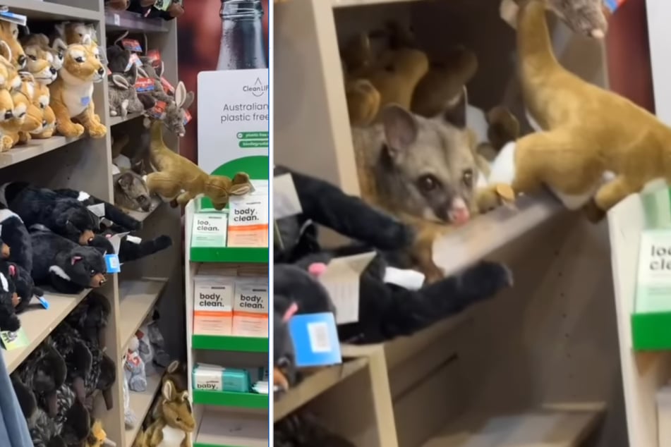 Dobrze ukryty: na lotnisku w Tasmanii koala znalazła sobie przytulne miejsce wśród pluszaków.