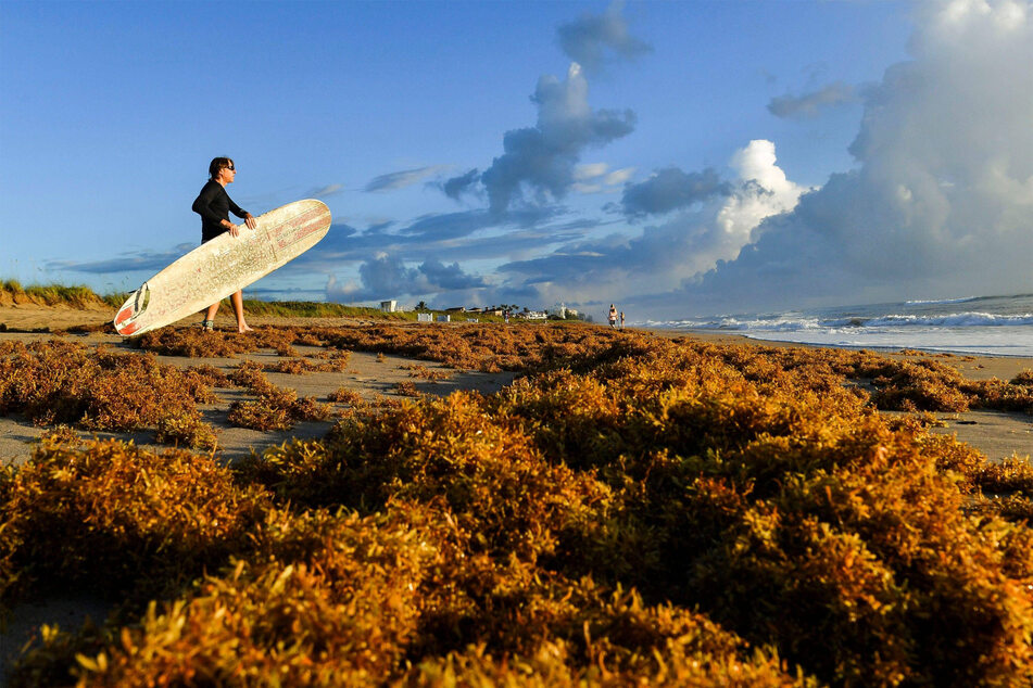 When sargassum seaweed makes landfall, it coats beaches in a deep layer of muck.