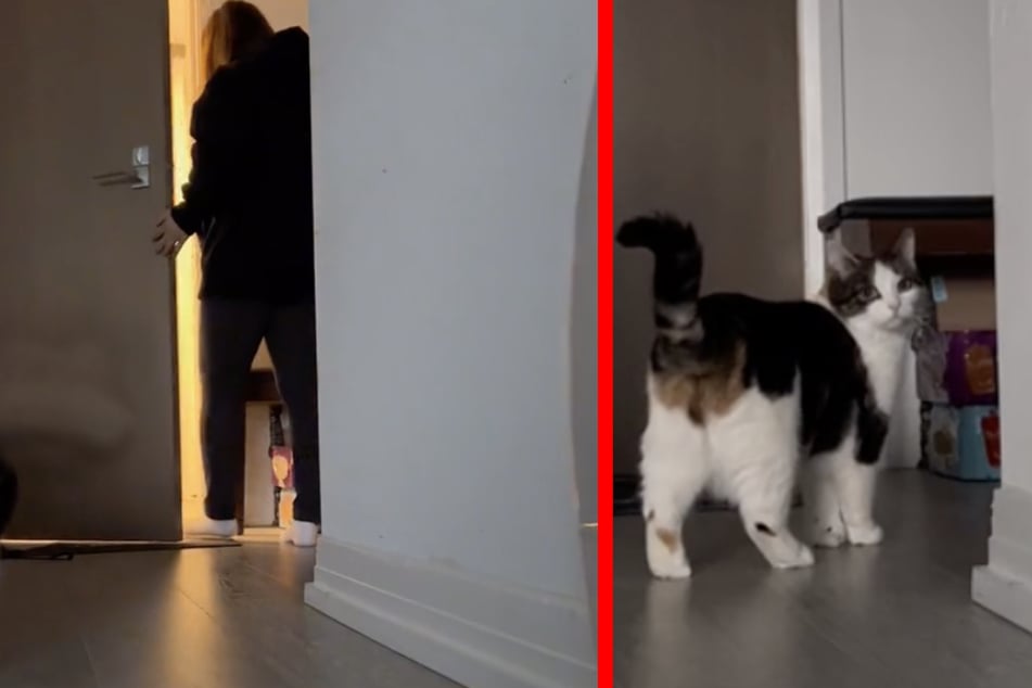 Die TikTokerin filmte die Reaktion ihrer Katze, als sie die Wohnung verlässt.