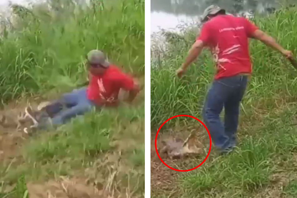 Dieser betrunkene Mann verkalkulierte sich bei seinen "Spielchen" mit dem Krokodil.