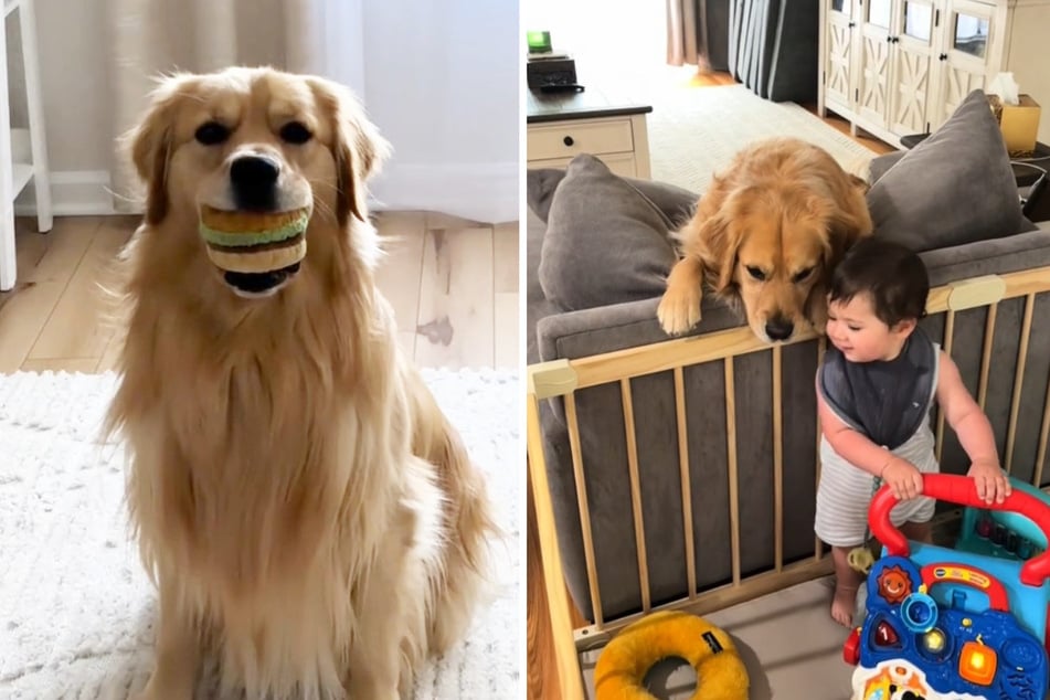 Golden Retriever Beau und Baby Frankie stecken unter einer Decke.