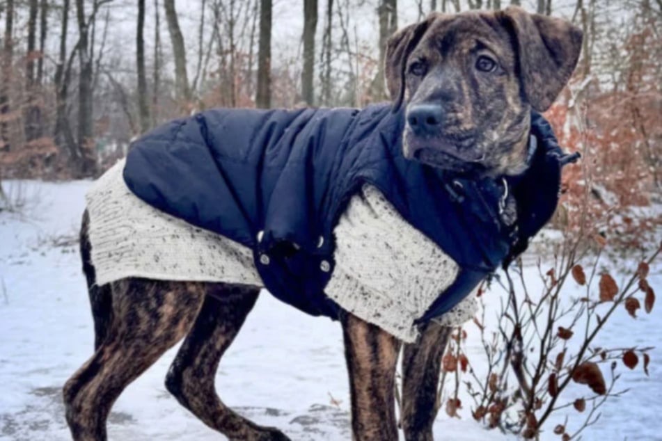 Genug Auslastung ist für den jungen Rüden überaus wichtig.