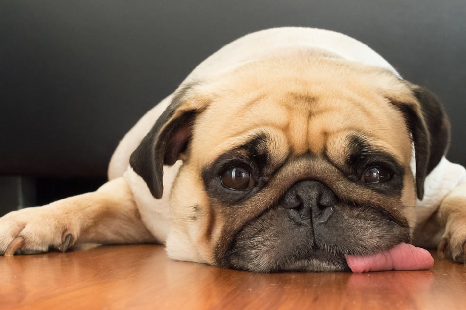 Hunde während Coronavirus-Krise: Tipps gegen Langeweile zu Hause
