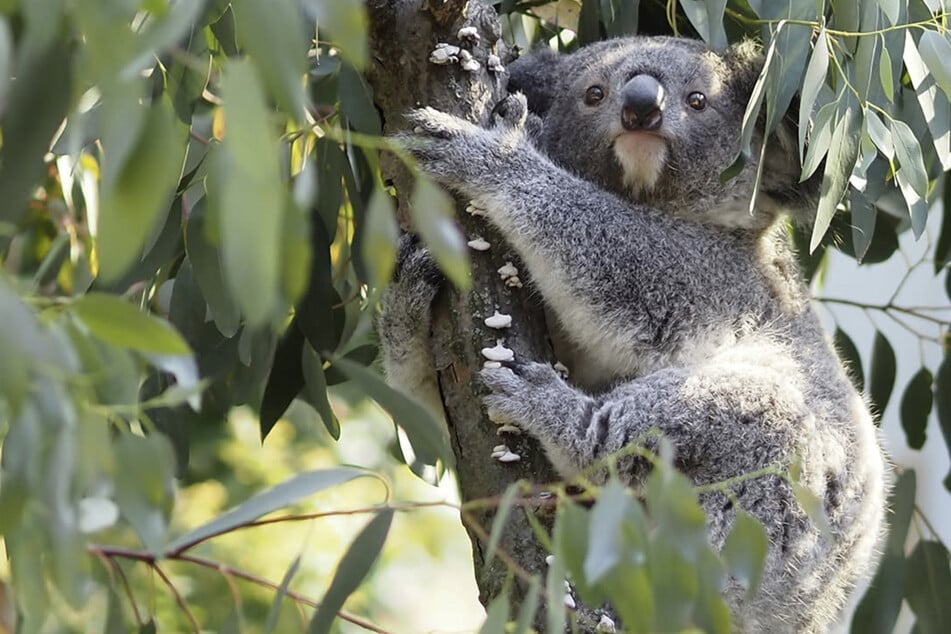 "Im schlimmsten Fall kriegen die Schluckauf": Tierpfleger in Sorge um ängstliches Koala-Kind