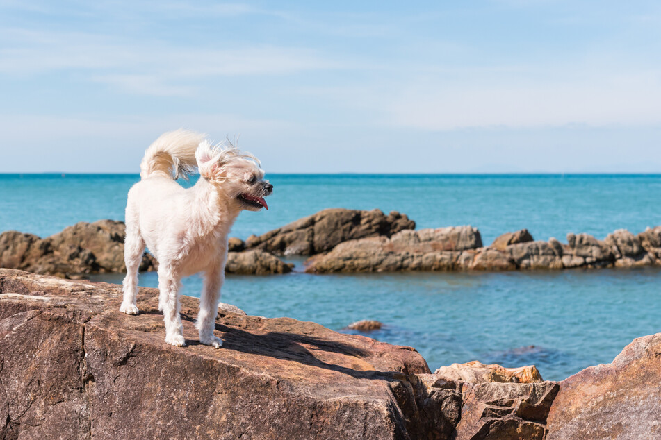 Urlaub mit Hund am Meer gesucht? Dann sind Frankreich, Kroatien und Italien eine tolle Wahl.