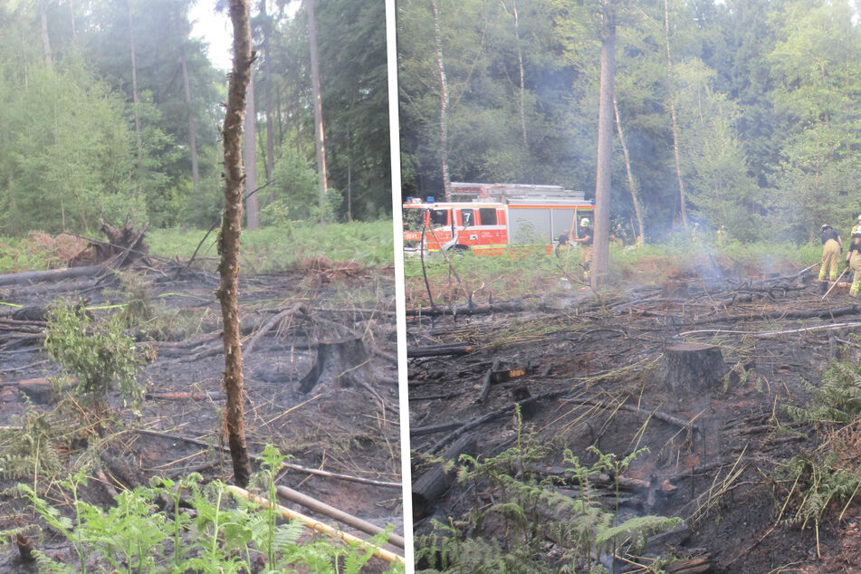 Meterhohe Flammen mitten im Wald: Feuerwehr Düsseldorf rückt zu aufwendigem Einsatz aus