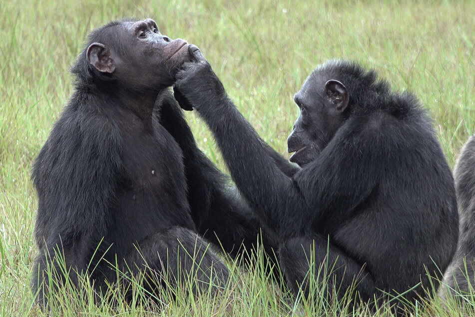 Schimpansen legen Insekten in Wunden: Machen sie das gezielt als Heilmittel?