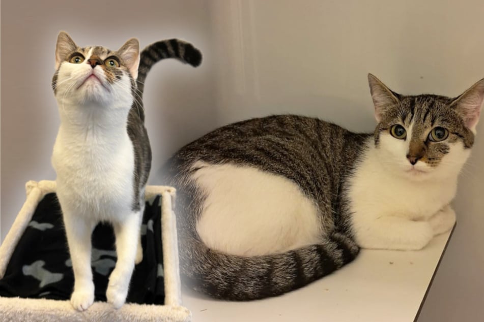 Katze Jelly sucht ein neues Zuhause. Bekommt sie eine zweite Chance?