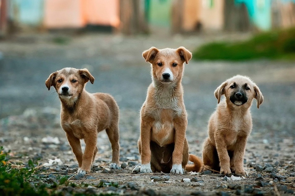 Wer Hunde aus dem Ausland adoptiert, kann Vierbeinern damit sehr helfen.