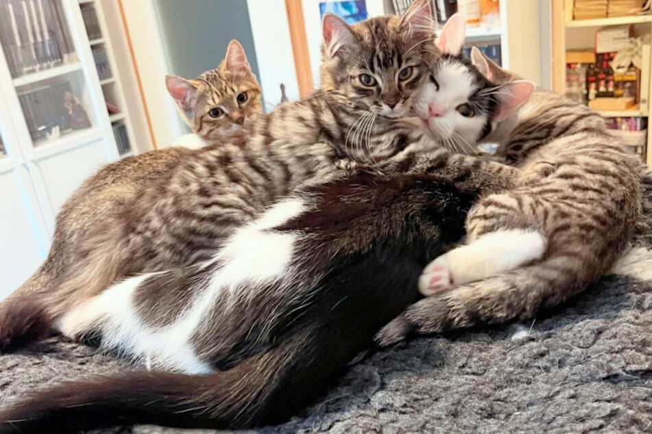 Das Katzenquartett ist sichtlich verschmust.