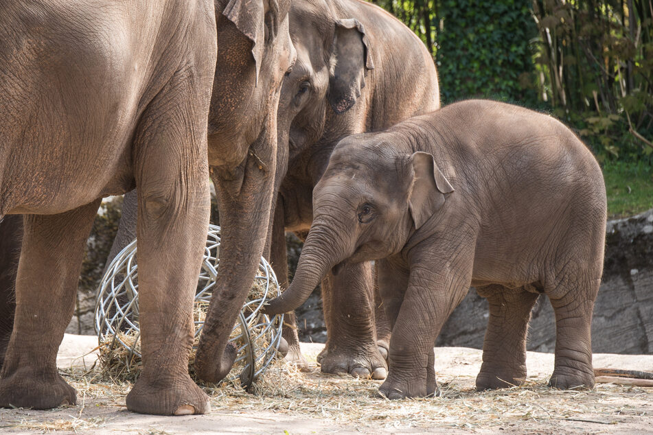 Elefanten fressen in Hagenbecks Tierpark in ihrem Außengehege. (Archivbild)