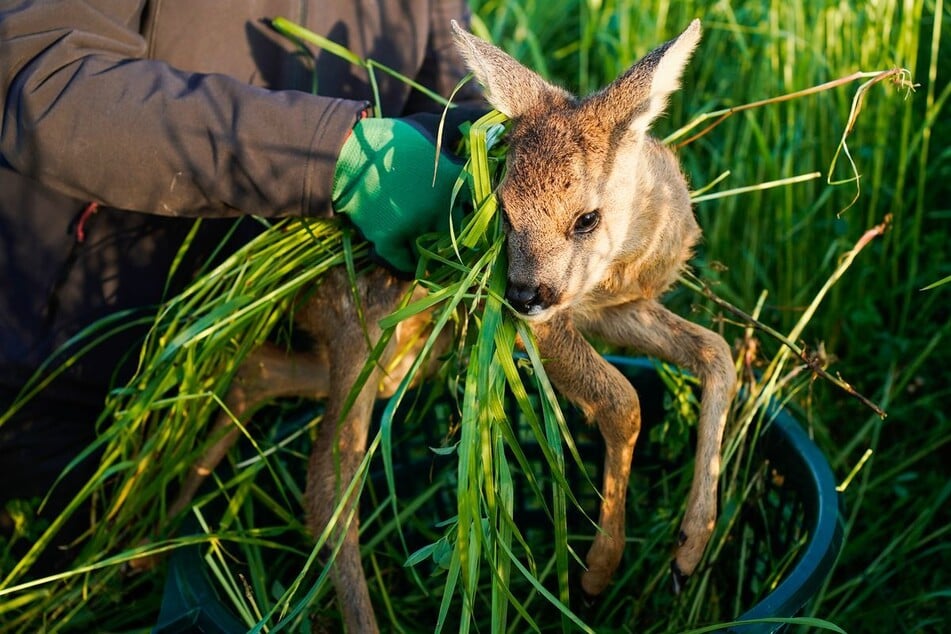 Bambi braucht nur dann Hilfe, wenn seine Mutter definitiv nicht mehr zurückkommt. (Symbolbild)