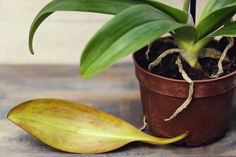 Dass eine Orchidee Blätter verliert, kann verschiedene Ursachen haben.