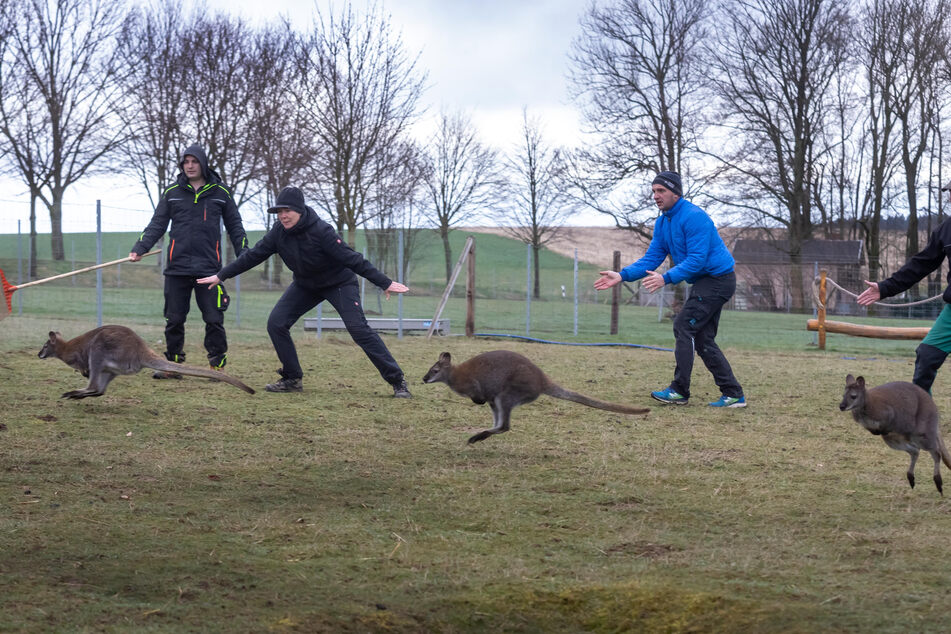 Die Kängurus werden in Oederan eingefangen.