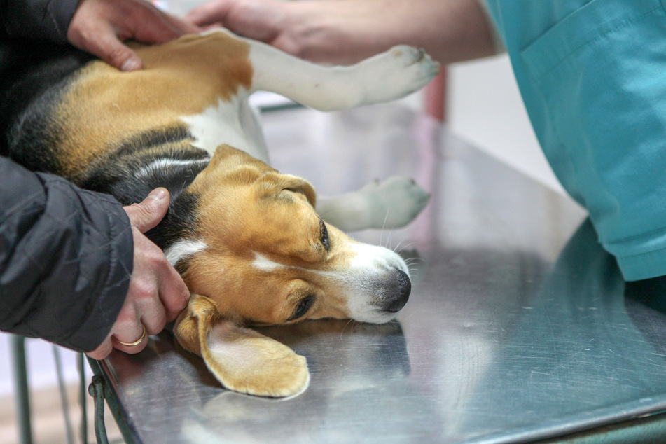 Sobald der Verdacht besteht, der Hund könnte sich mit Kastanien vergiftet haben, sollte man umgehend eine tiermedizinische Praxis aufsuchen.
