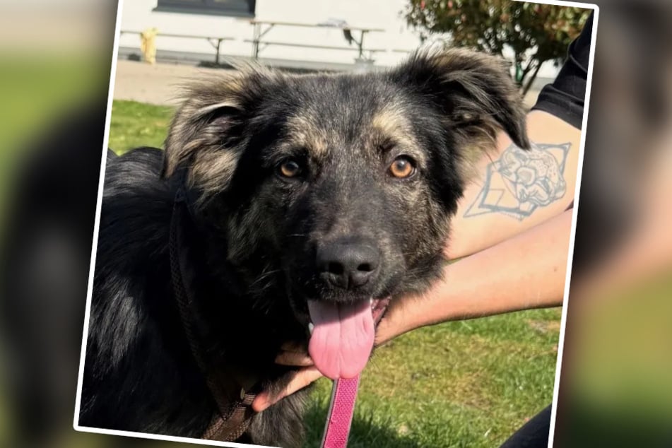 Der niedliche Vierbeiner ist sechs Monate jung und sehr zutraulich.