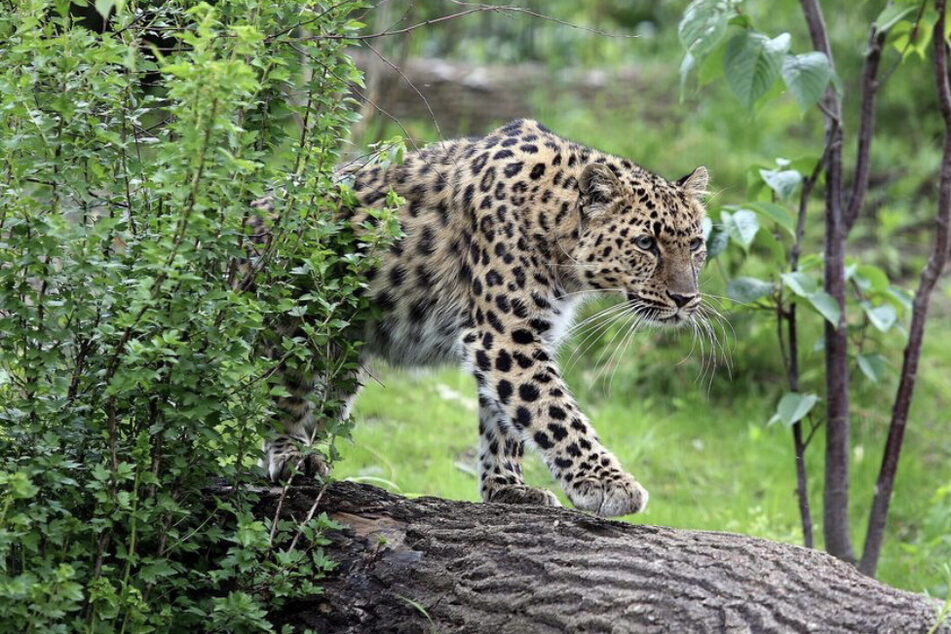 Im Leipziger Zoo leben aktuell zwei Amurleoparden. Checco aus Italien soll nun Weibchen Mia beglücken.