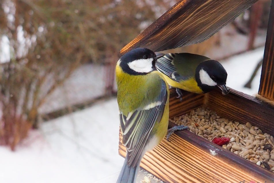 Vogelfutter selber machen: Damit fütterst Du Vögel im Winter richtig