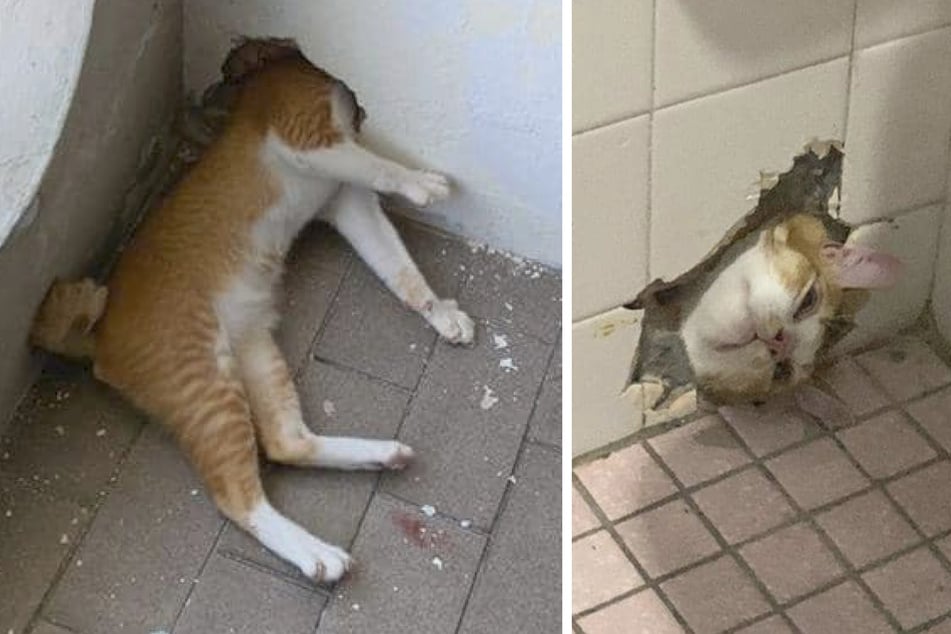 Super curious cat gets head stuck in wall and needs saving – again