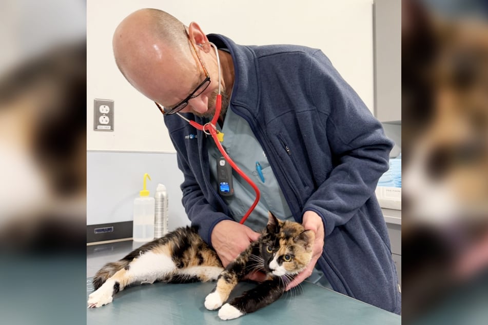 Mazys (1) operativer Eingriff im "Angell Animal Medical Center" ist teuer - die Ärzte gehen von einem rund 15.000 US-Dollar (circa 12.900 Euro) schweren Eingriff aus.