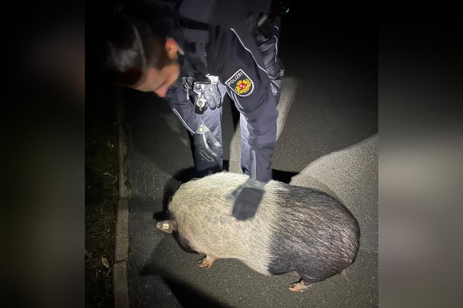 Mit sanften Handbewegungen wurde Schweinchen Peppa am Weiterlaufen gehindert.