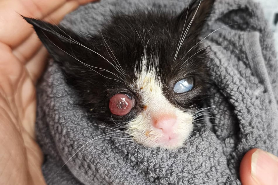 Auch auf die Katze "Sunny" kommt eventuell eine Operation zu - aktuell wird sie zudem von einer schweren Infektion geplagt.