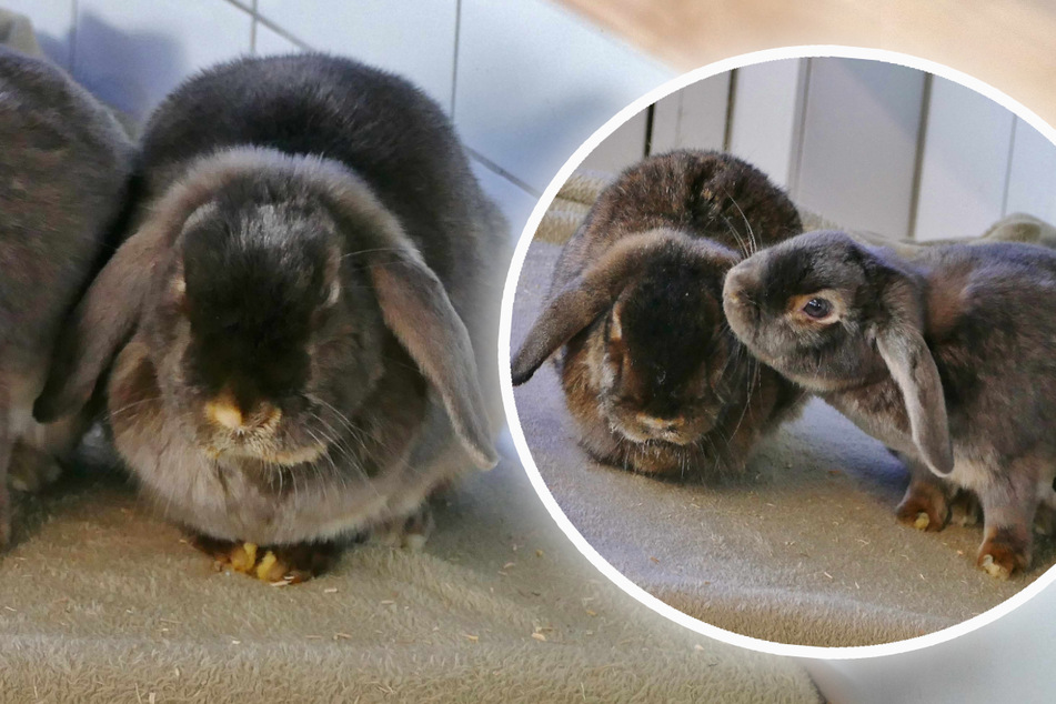 Kaninchen-Trio teilt trauriges Schicksal: Gibt es noch Hoffnung?