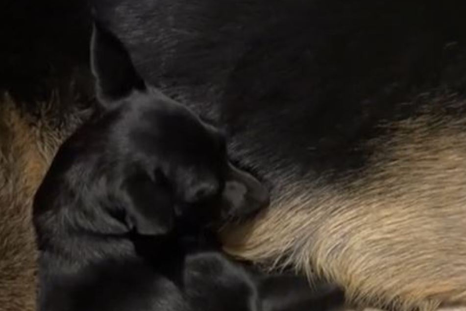 Stormy kuschelt in ihrem neuen Zuhause ganz viel mit dem Schäferhund.