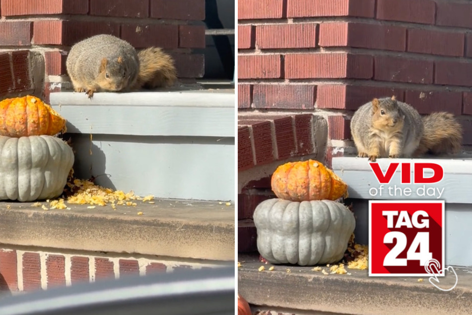 viral videos: Viral Video of the Day for November 9, 2023: Have you ever seen a squirrel this fat?