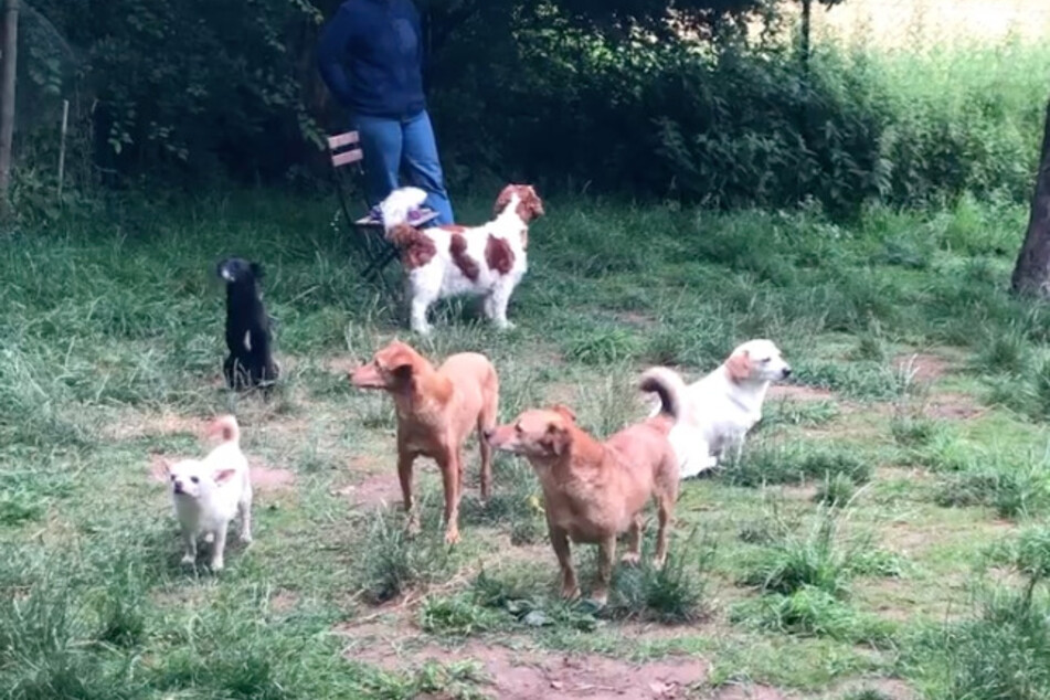 Unbehaglich standen und saßen die Hunde im Park.