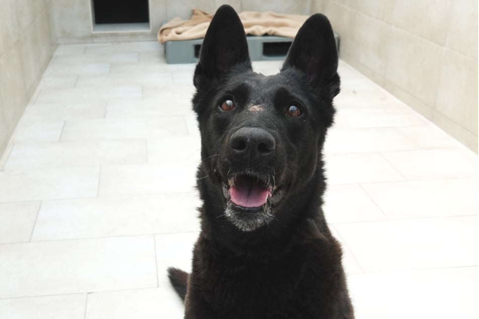Bonny ist in Kassel im Tierheim gelandet.