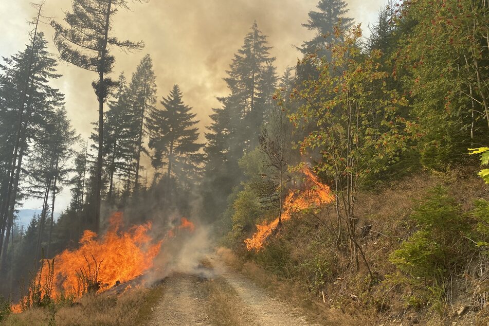 100.000 Quadratmeter Wald betroffen: Brände im Sauerland unter Kontrolle