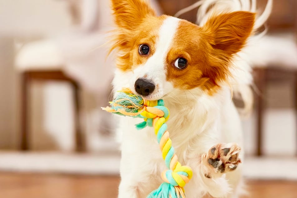 Spring Into Playtime! Chewy's Hottest Dog Toy Deals Are Here