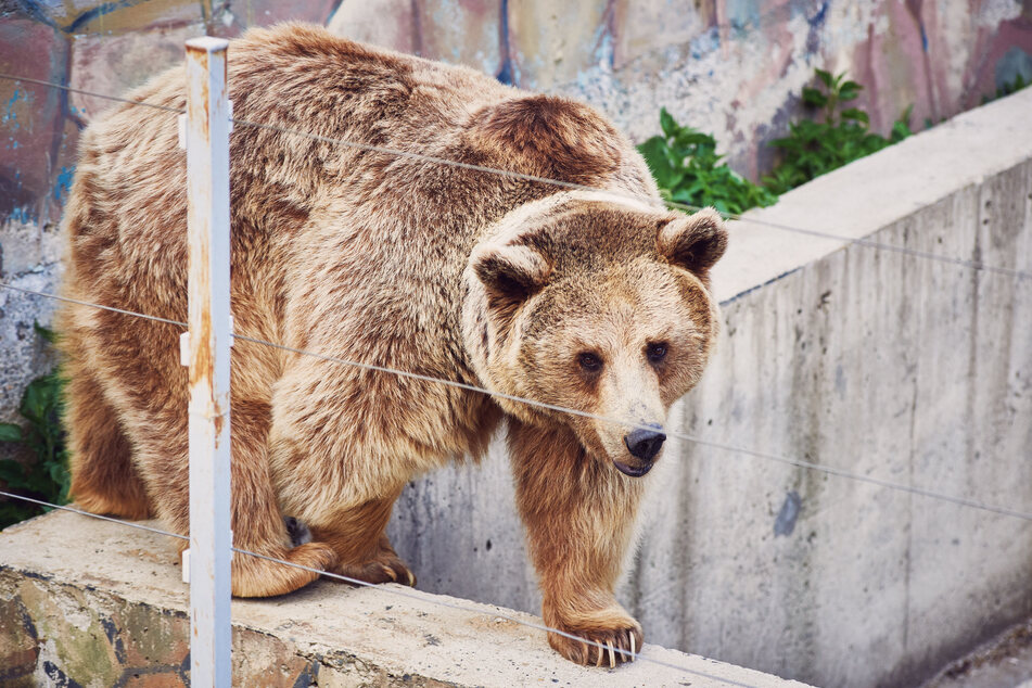 Im Zoo von Taschkent kam es zu einem tragischen Vorfall im Bärengehege. (Symbolbild)